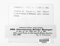 Phacidium betulinum image